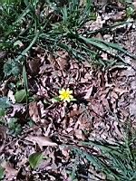 Ficaire (Jarrie, 2019-03)(1)